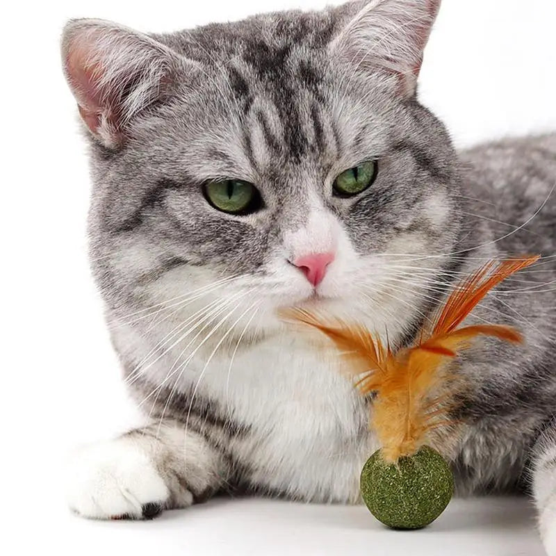 Pet Toys